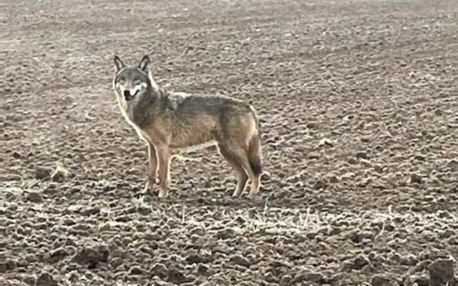 Arrêté portant délimitation des zones d'éligibilité à la mesure de protection des troupeaux contre la prédation du loup en Dordogne